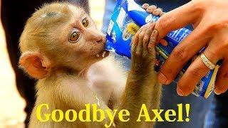 Goodbye Axel ! Feed milk to orphan baby Axel before go to WLA at 1:00 pm 02/04/2019