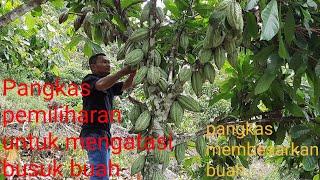 Pangkas perawatan buah..mengurangi busuk buah 95 persen..