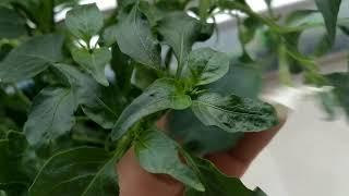 Plants care #17 | Caring updates on chilly plants & blooming flowers. | biosphereflora|