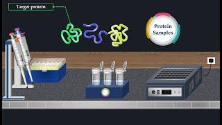 Western Blot  Method - Animated  Video