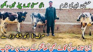 Hasnain Dairy Farm | Dairy Cows For Sale | Cholistani Cross Cows For Sale | Cows For Sale In Punjab