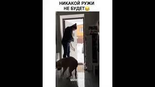 Никакой ружи не будет