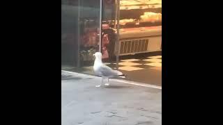 Shoplifting Seagull