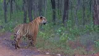 Adult male tiger (Panthera tigris)