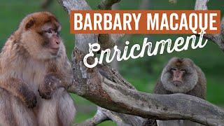 Barbary Macaque Enrichment - #WorldMonkeyDay