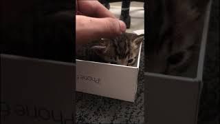 Kitten Hides In IPhone Box  Shortslist #A1