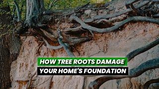 How Tree Roots Can Damage Your Home's Foundation | Expert Tips and Solutions