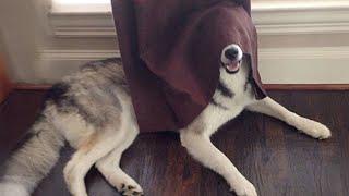 Huskies Are Proof That Humor Has No Limits  Funny Animals Videos 2024