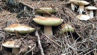 Funghi porcini /Boletus edulis mushroom from the Carpathian mountains 2024