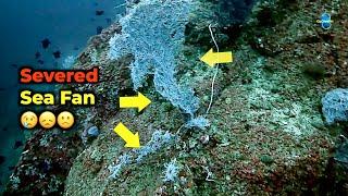 Sea Fan Rescue at 100 feet