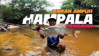 umpan paling jitu mancing hampala besar sungai ini // casting hampala air hitam kalimantan