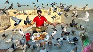 ALHAMDULILLAH PIGEONS K SATH IFTARI Karli | MISHKAT KHAN | THE FUN FIN