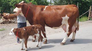 1 TONNALIK SIMMENTAL SIGIR 40 L SUTGA ️+998 91 664 20 20  HAVAS QILINGANLAR MA SHA ALLOH DEB QOYIN