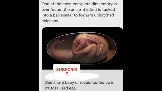 Shocking# Dinosaur s Baby egg ️ SUBSCRIBE SHARE ️️if like it