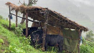 Nepali Mountain Village lifestyle | Peaceful And Relaxing Mountain village life | Gobinda Rohan