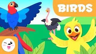 Birds for kids - Vertebrate animals - Natural Science For Kids