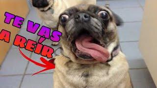  Animals Videos to Laugh  Funny Animals to Laugh Out Loud