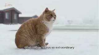 "Famous Cats – Meet Venus the Two-Faced Cat #FamousCats #VenusTheTwoFacedCat #ChimeraCat