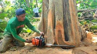 MANTAP,,!! Tebang pohon jati super kualitas terbaik usia 80 tahun,stihl ms 382