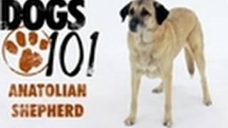 Dogs 101 - Anatolian Shepherd