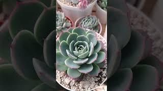 Híbridos de Azulita #music #succulents #houseplants #plants #cactus #sucus #cacs #viral