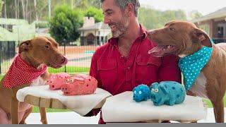 Birthday DOG Cakes in the shape of their FAVORITE toys - Happy Birthday Tank & Chop!