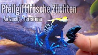 Pfeilgiftfroschzucht das Aufzuchtterrarium  ( Aufzucht der Jungtiere )