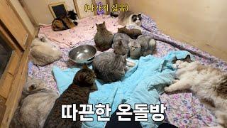 Traditional Korean Ondol Room: A Warm Haven for Abandoned Mountain Cats