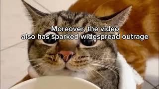 CAT IN BLENDER FULL VIDEO! CAT IN BLENDER TWITTER REAL VIDEO! 