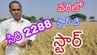 వరిలో సిరి 2288 స్టార్ దే స్టార్|paddy Siri 2288 ⭐ variety successful story| by karshaka nestham