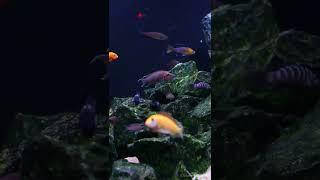 Sunset Grazing "️Tropheus️" Tanganyika Show Tank #shorts #youtubeshorts #youtube #reels #instagram