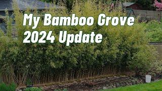 Maintaining My Clumping Bamboo Grove Spring 2024 Update