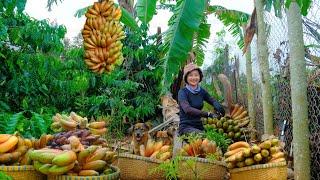 Harvesting Fire Purple Bananas Goes To Market Sell - Cooking, Farming, Daily Life | Tieu Lien