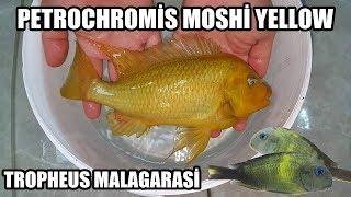 TROPHEUS MALAGARASİ & PETROCHROMİS MOSHİ YELLOW