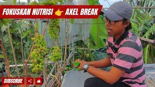 If you want a vine to bear maximum fruit, just take Axel Break [Make Tertiary Full of Nutrients]