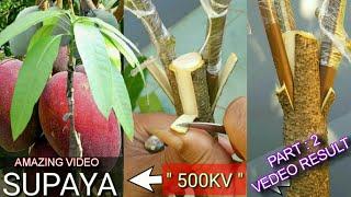 HOW TO ‼️⁉️ New Mango grafting tree/mango tree/mango/tree/mango plant/Cây xoài/BONSAI MANGO TREE