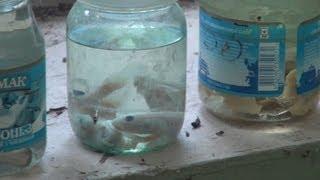 chernobyl 2013: radioactive fish of the cooling pond, laboratory samples