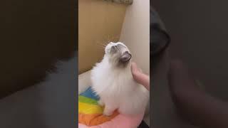 cat is so cute like youLETS SUBSCRIBE this channel for other interesting videos,Ayo SUBSCRIBE