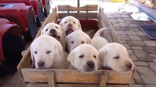 Puppy Wagon Ride!!