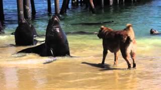 Sea Lion Barks At Dog