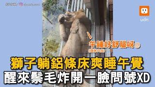 獅子躺鋁條床爽睡午覺 醒來鬃毛炸開一臉問號XD｜動物園｜獅子｜睡覺｜造型｜炸毛｜逗趣