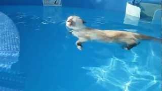 CAT swimming like a BOSS