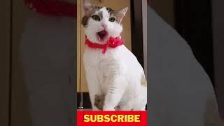 baby cats - cute and funny cat videos compilation ? | animals #shorts