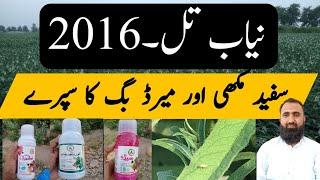 Chemical Control of whitefly and mirid Bug in sesame || Bilal Kanju Official