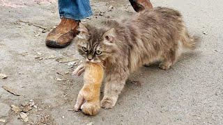 A crying mother cat brough her dying kitten to a man. Just unbelievable!