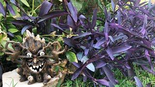 Purple Heart plant.How to propagate and grow Purple Heart  plant in my garden.Small garden