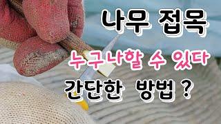 과일 나무 접붙이기 기본만 알면 누구나  쉽게할 수 있는 눈접 접목 fruit tree grafting snow grafting