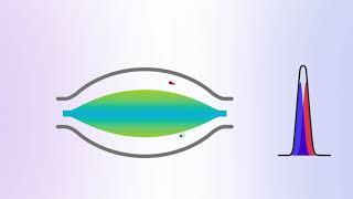 Thermo Scientific HR Multi-Attribute Method Animation