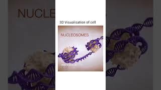 3D VISUALIZATION OF CELL