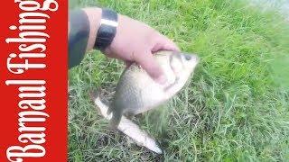 Простая рыбалка на фидер,удочку и спиннинг. (Barnaul Fishing)